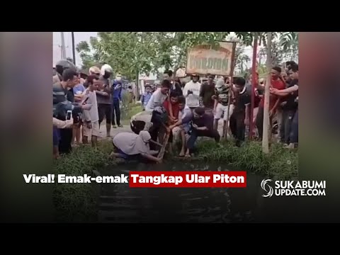 Viral! Emak-emak Tangkap Ular Piton
