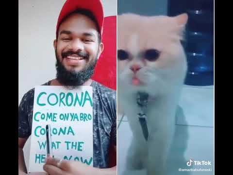 Tik tok cat . Corona come on ya bro corona what the hell now.
