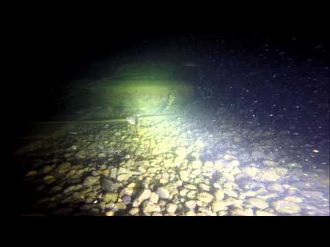 Nachttauchgang vom 5.7.2015 WZT Tiefenbrunnen