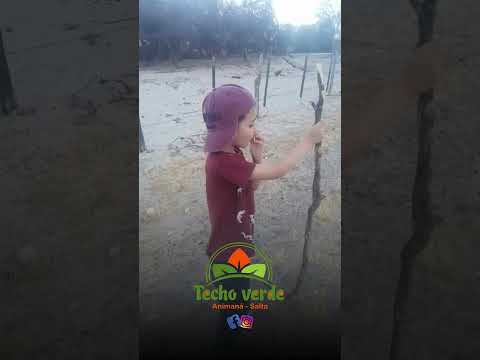Techo Verde Agosto 2026 Animaná Salta