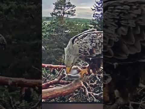 Eagle eating swan chick alive
