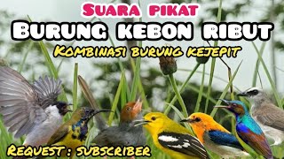 Download lagu Suara Pikat Burung Kebon Ribut Kombinasi Burung Kejepit mp3 Download lagu Suara Pikat Burung Kebon Ribut Kombinasi Burung Kejepit mp3