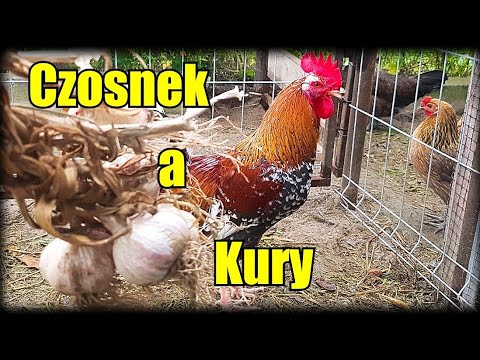 , title : 'Czosnek i jego działanie w diecie kur / Garlic and its effects in the diet of chickens'