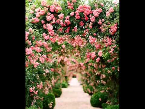 HELENE     FISCHER          DIE     ROSE