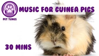 Music for Guinea Pigs! Calming and Soothing Music for Piggys, Make Your Pig Vibrate with Happiness!