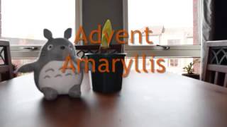 Advent Amaryllis