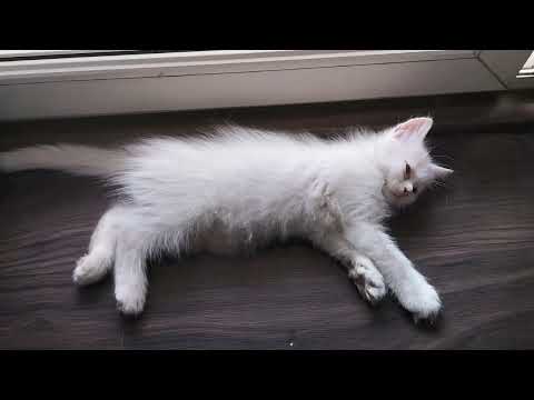 My snow white ( Mikki ) 🐈💖🐈.#daksh shorts