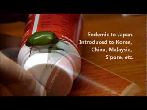 3 Minutes with Anomala albopilosa (Green Chafer Beetle)