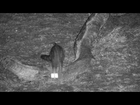 Djuma: Genet out on the prowl - 02:22 - 11/13/18