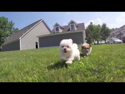 Pomeranian & Maltese Puppies!
