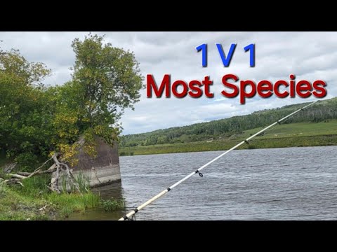 1 V 1 Most Species