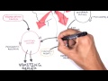 Physiology Of Vomiting Vomiting Reflex NEW