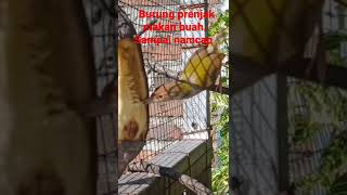 Download lagu prenjak makan buah sampai namcap....😁//prenjak tamu/prenjak lumut mp3