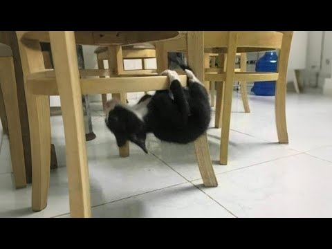 Get a Cat they said, It will be fun 😸 Funny Cat Videos