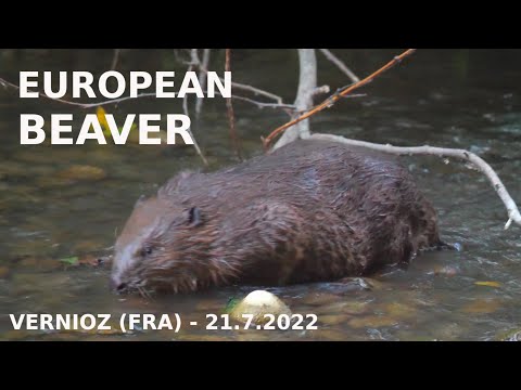 Castor européen / European beaver / Euroopanmajava (21.7.2022)