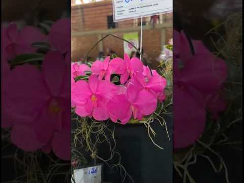 19° Exposição Nacional de Orquídeas!