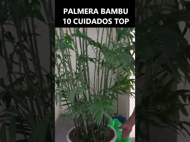 Vídeo relacionado con Verdecora Areca Maceta 4 Litros - Palmera Bambú - Planta Natural Tropical