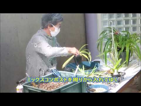 園芸 フラグミペディウム