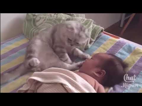 Cute and funny cat #1