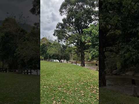 Baixo Sana - Est. Serra Mar (Casimiro de Abreu - RJ) #shorts