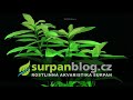 Akvarijní rostliny Hygrophila polysperma - Mokřanka mnohosemenná