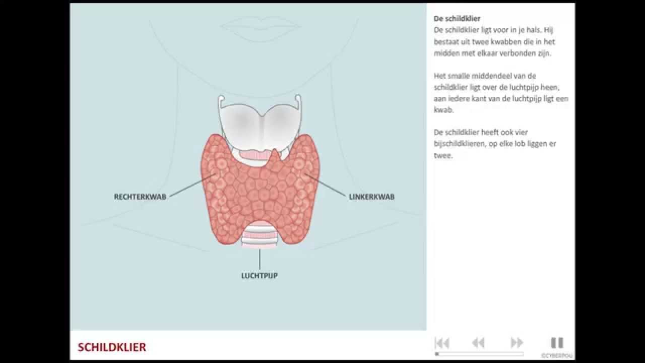 Schildklier Verwijderen En Afvallen  thumbnail