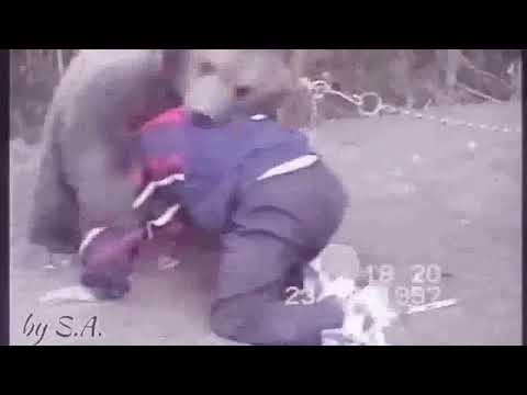 Robin Black Khabib vs Bear Breakdown