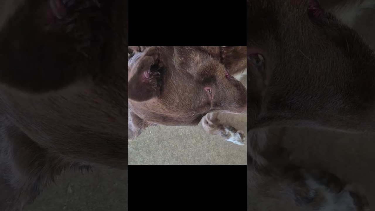 Enlarge Ellie Mae, a Adoptable Australian Kelpie in Tombstone, AZ video 6/6