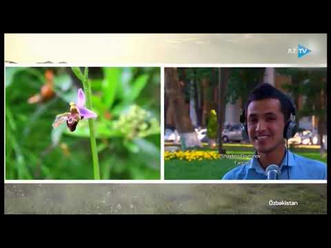 "Qarabağ, can Qarabağ, Ana yurdum!.." - Qarabağı Özbəkstanda da çox sevirlər