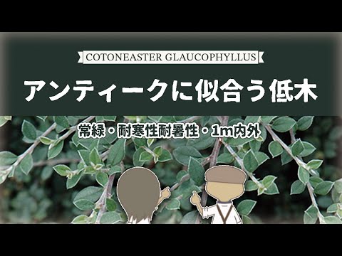 滑らかな葉のアスター、ニューベルギーアスター 植物
