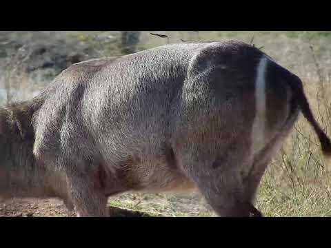 Djuma: Waterbuck bull - 14:58 - 08/22/20