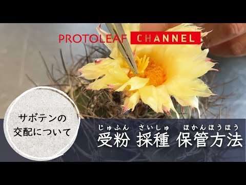 サボテンの繁殖: これが仕組みです トピックス
