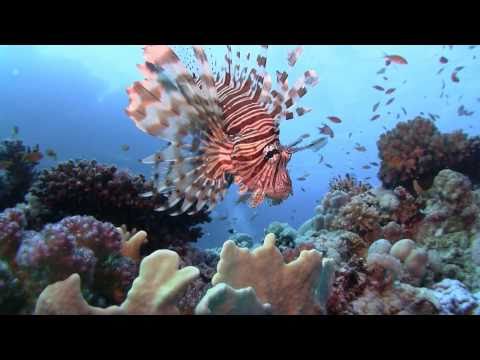 Der tiefe Süden, Deep South Tauchsafari,Ägypten