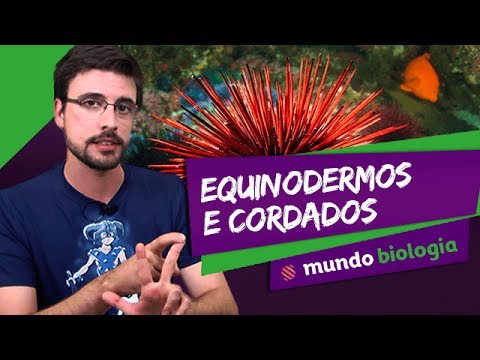 🐍 Zoologia (5/6): Equinodermos e Cordados - Biologia - ENEM