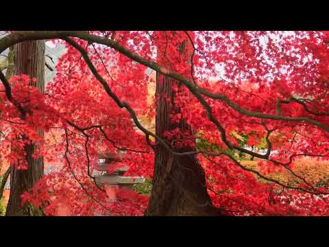 Piyu Bole | Parineeta | Saif Ali Khan & Vidya Balan | Sonu Nigam & Shreya Ghoshal