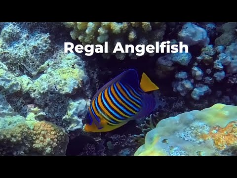 Essential Fish to View in the Red Sea: Regal Angelfish (Pygoplites diacanthus)
