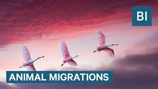 These Animals Travel The Furthest To Migrate