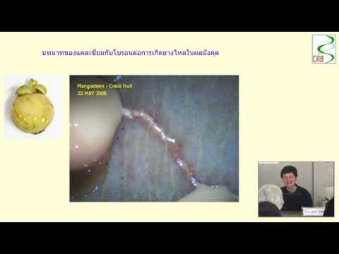 เพิ่มสมาชิกในอัลมาตี Exciter สำหรับผู้หญิงในมินสก์