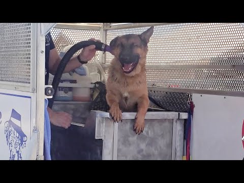 Just a BIG BABY GSD Jericho German Shepherd