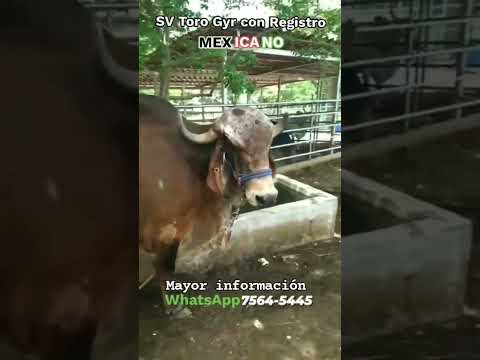 Toro Gyr con registró, disponible en el Sauce, La Unión, El Salvador