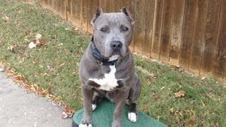 preview picture of video 'Diesel - Blue Nose Pit Bull - Oklahoma Dog Training'