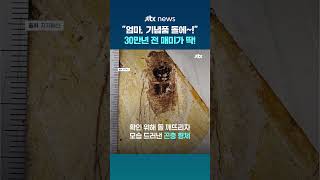 박물관 기념품 돌 속 30만년 전 '매미 화석'…일본 초등생 자매의 대발견 #JTBC #Shorts