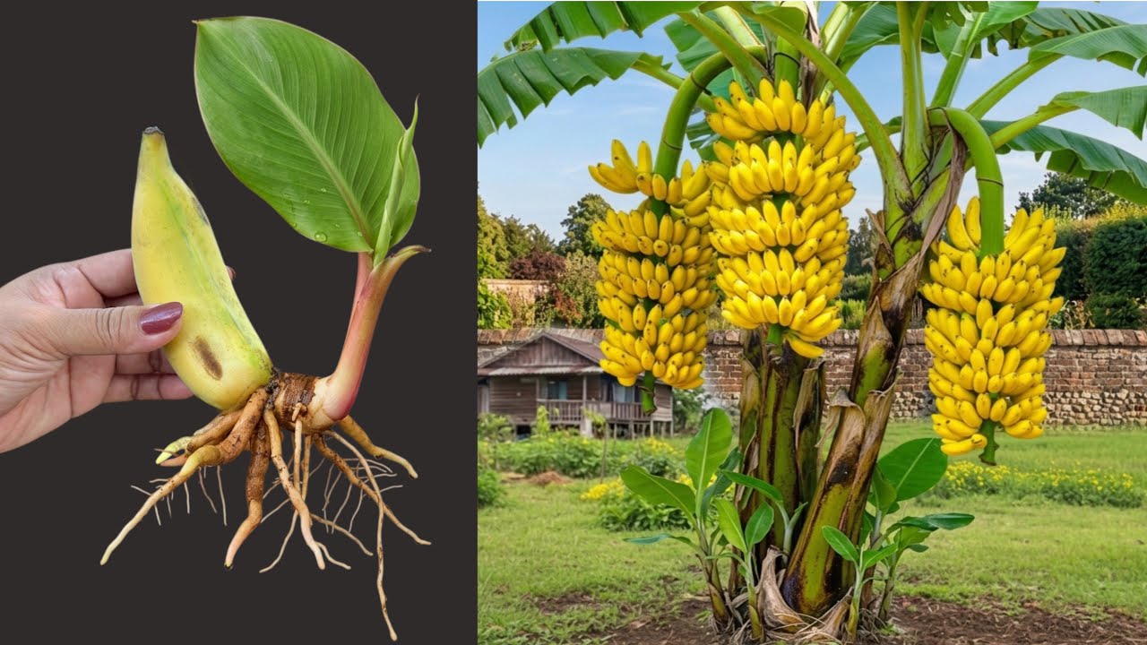Super Special Technique for Propagating Banana From Banana Fruit With Aloe Vera, with 100 % success