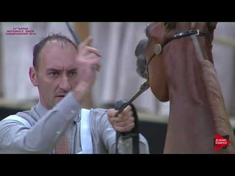 N 91 RAJA AL NASSER   21st Qatar National 2018   Yearling Fillies Class 3B