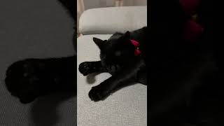 【黒猫】夢の中では空飛ぶヒーロー