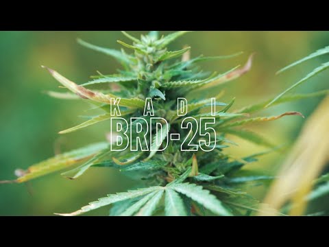 KADI - BRD 25 (Prod by PKZ x Hayze Da Producer)