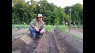 Raised Beds And Staggered Plantings - Vegetable Gardening