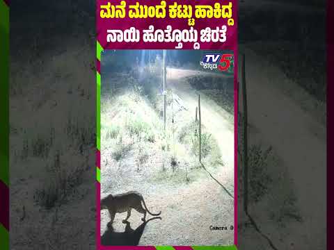 ಮನೆ ಮುಂದೆ ಕಟ್ಟು ಹಾಕಿದ್ದ ನಾಯಿ ಹೊತ್ತೊಯ್ದ ಚಿರತೆ #leopardattack #nanjangud #mysurunews