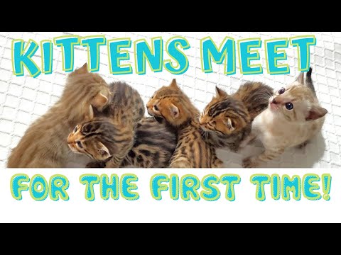 💕4 Week Old Bengal Kitten JJ Meets Other Kittens For the First Time!😺🐾  Watch His Reaction 💕