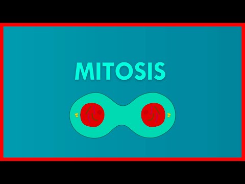 EXPLICACIÓN FACÍL y RÁPIDA del CICLO CELULAR